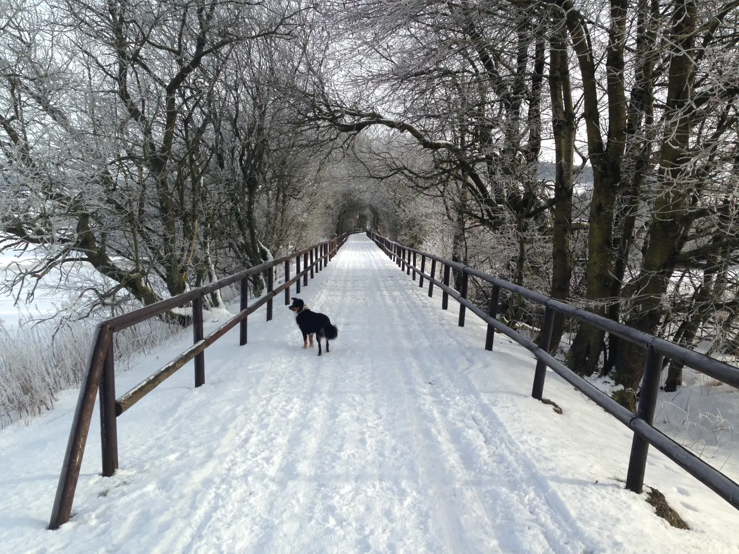  Ulrich Stahl - Wintersaison, Hund auf Wanderweg