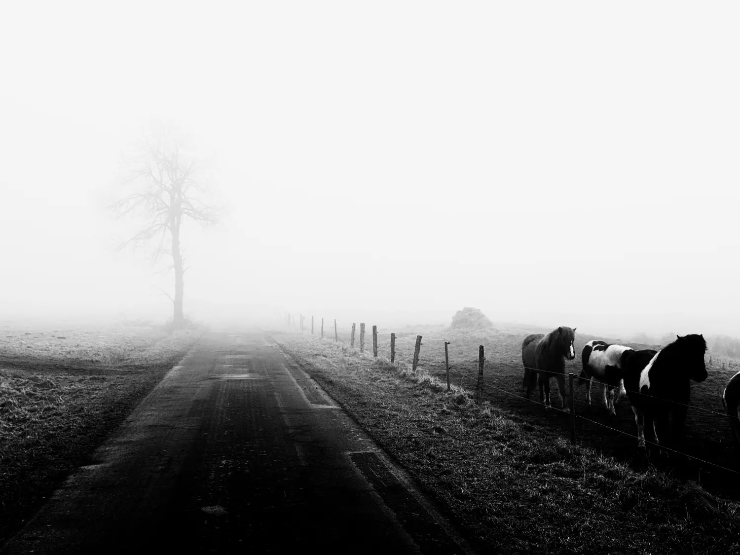  Ulrich Stahl - Isländer im Westerwald Fotografie